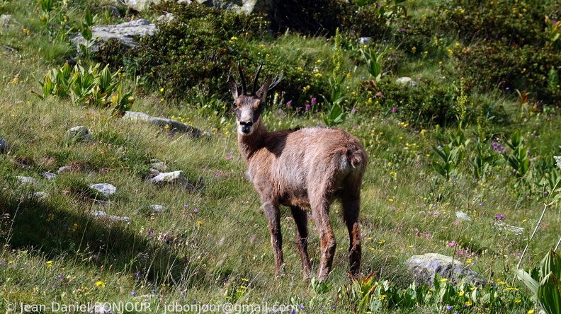 Chamois 2020-08-01 859.JPG