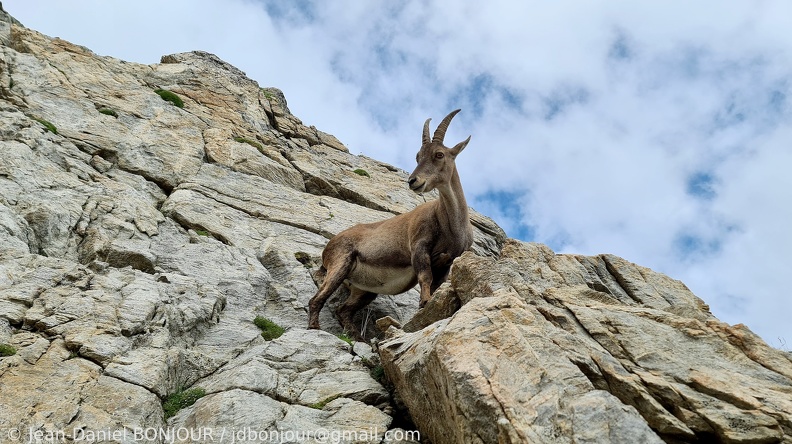 Jeune bouquetin au-dessus du Rifugio Pagari 2021-07-15 527.jpg